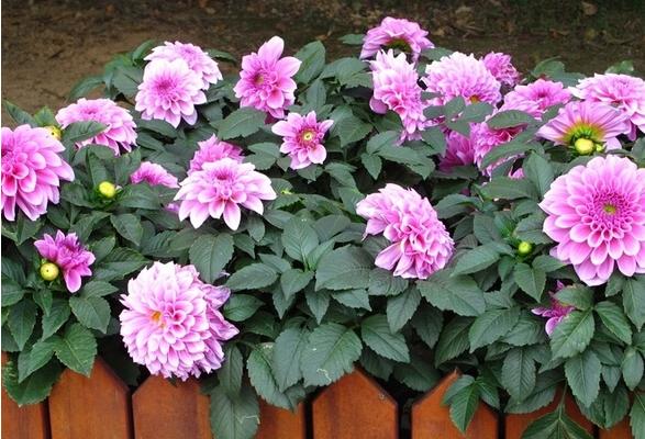 大麗花好養嗎 大麗花什么時候開花（幾月）