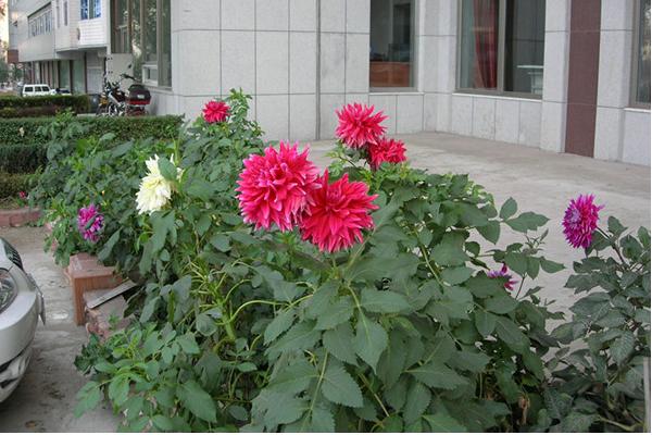 大麗花好養嗎 大麗花什么時候開花（幾月）