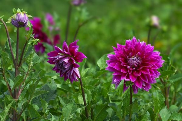大麗花怎么種 大麗花種植方法與注意事項