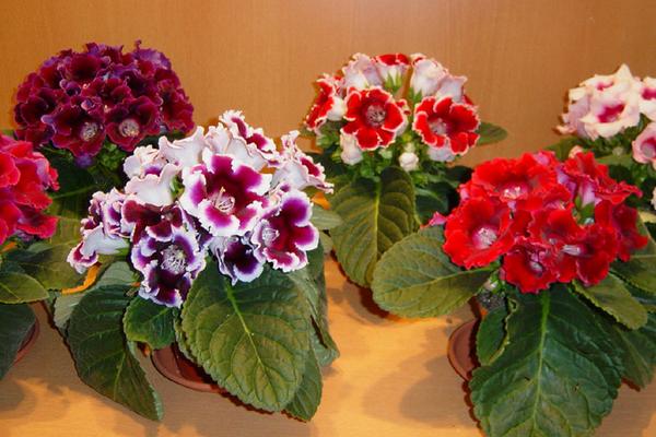 大巖桐花與芙蓉的區別是什么 大巖桐花的花期