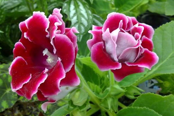 大巖桐花與芙蓉的區別是什么 大巖桐花的花期