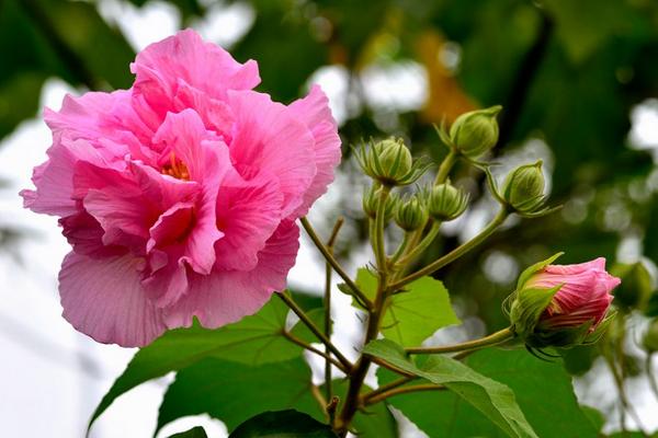 大巖桐花與芙蓉的區別是什么 大巖桐花的花期