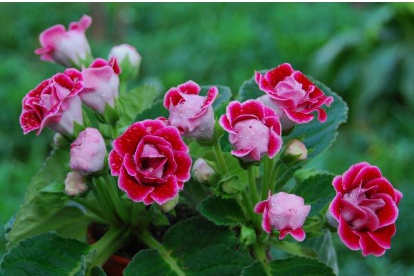 大巖桐花與芙蓉的區別是什么 大巖桐花的花期