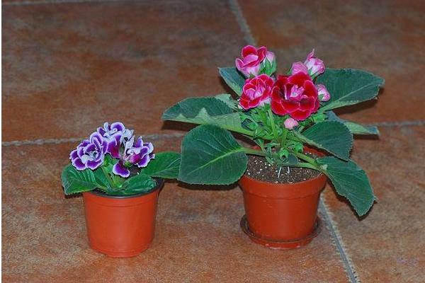 大巖桐花與芙蓉的區別是什么 大巖桐花的花期