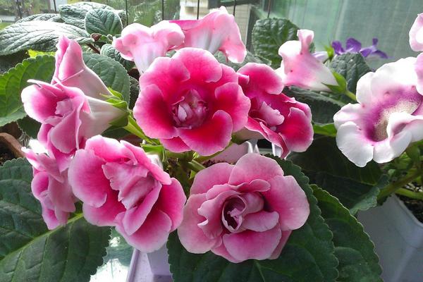 大巖桐怎么澆水（多久澆一次） 大巖桐如何施肥