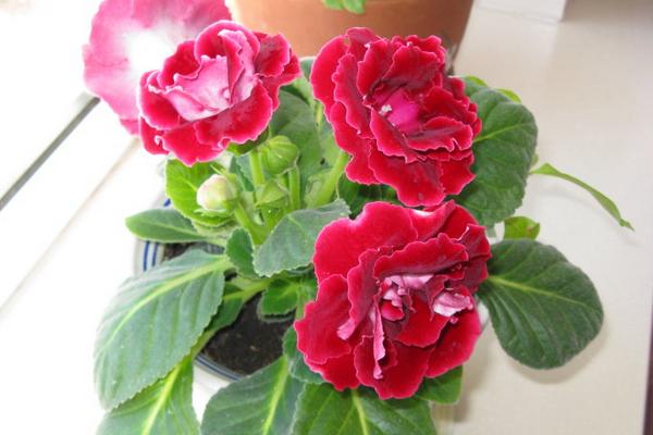 大巖桐怎么澆水(多久澆一次) 大巖桐如何施肥