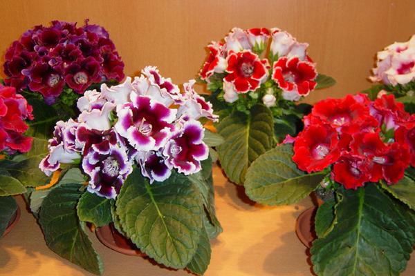 大巖桐怎么澆水(多久澆一次) 大巖桐如何施肥