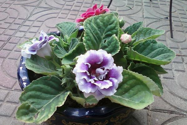 大巖桐怎么澆水(多久澆一次) 大巖桐如何施肥