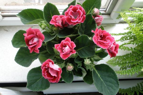 大巖桐怎么澆水(多久澆一次) 大巖桐如何施肥