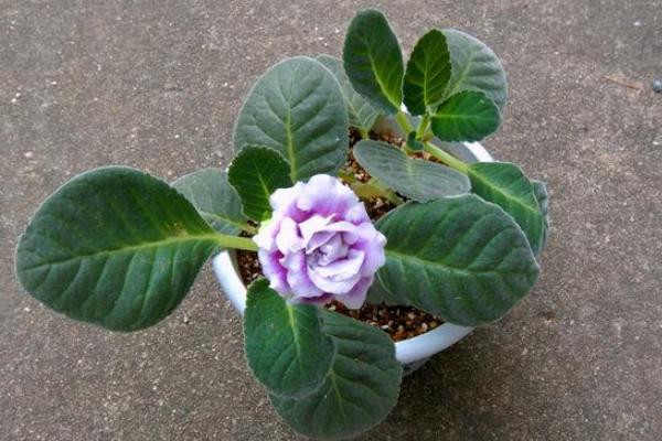 大巖桐怎么澆水(多久澆一次) 大巖桐如何施肥