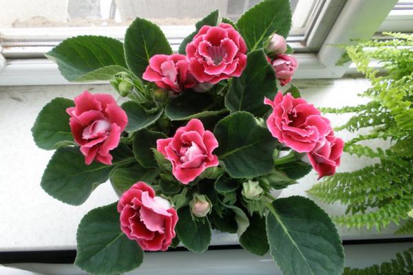 大巖桐種子市場價格多少錢一斤 大巖桐種子怎么種