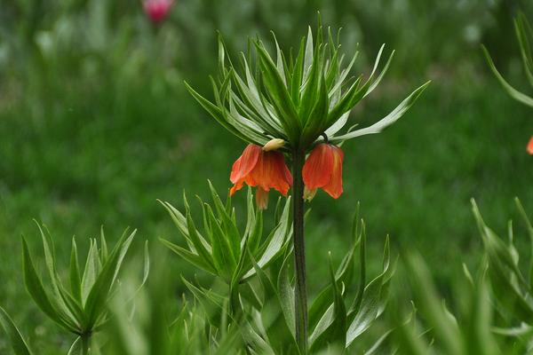 花貝母功效與作用及禁忌 花貝母怎么吃