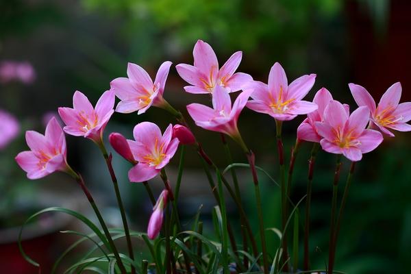 韭菜蓮怎么養 韭菜蓮養殖方法與注意事項