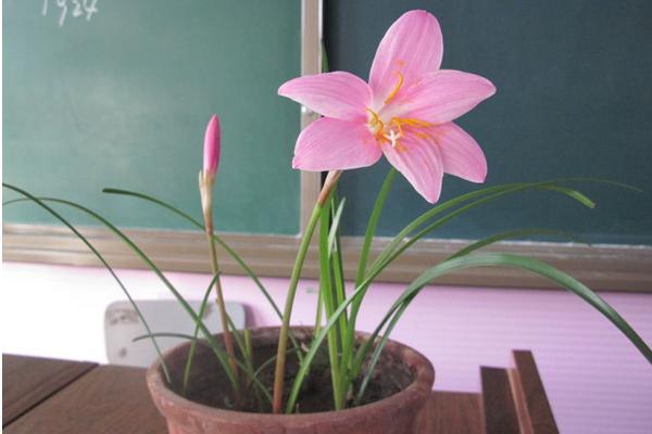 韭菜蓮怎么養 韭菜蓮養殖方法與注意事項