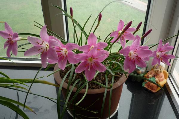 韭菜蓮怎么養 韭菜蓮養殖方法與注意事項