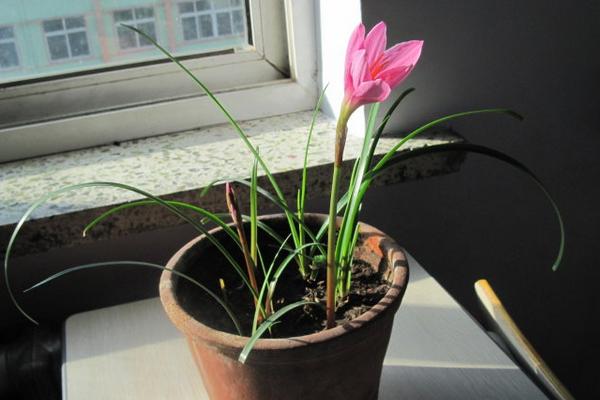 韭菜蓮怎么養 韭菜蓮養殖方法與注意事項