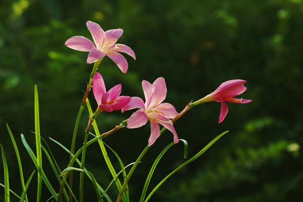 韭菜蓮怎么養 韭菜蓮養殖方法與注意事項