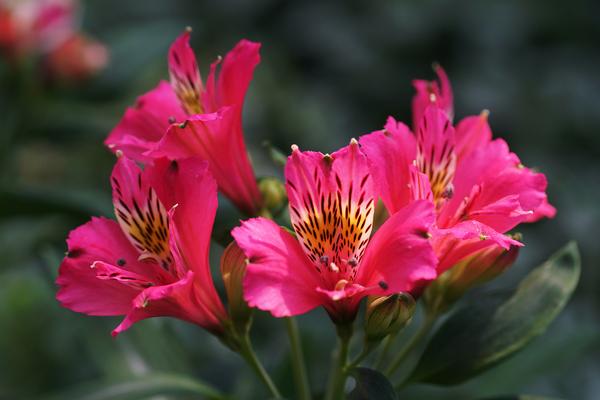 六出花怎么養(yǎng) 六出花養(yǎng)殖方法與注意事項(xiàng)