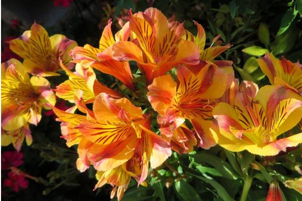 六出花怎么養(yǎng) 六出花養(yǎng)殖方法與注意事項(xiàng)