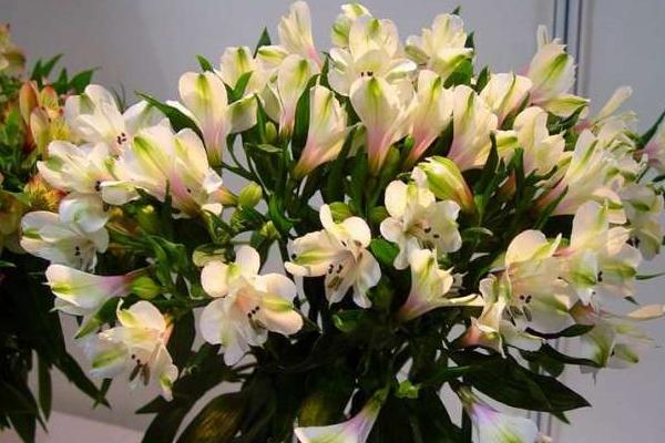 六出花怎么養(yǎng) 六出花養(yǎng)殖方法與注意事項(xiàng)