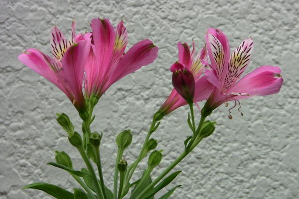 六出花怎么養(yǎng) 六出花養(yǎng)殖方法與注意事項(xiàng)