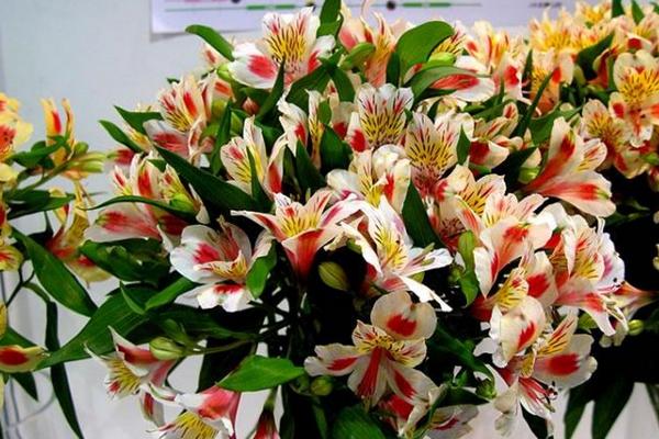 六出花怎么養(yǎng) 六出花養(yǎng)殖方法與注意事項(xiàng)