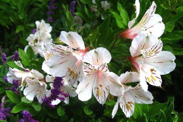 六出花怎么養(yǎng) 六出花養(yǎng)殖方法與注意事項(xiàng)