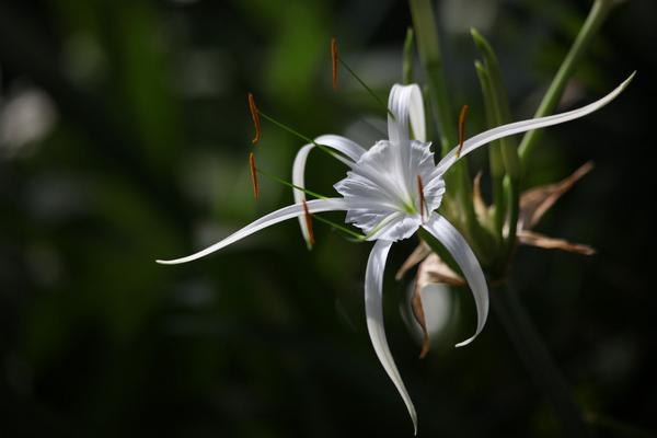 水鬼蕉和文殊蘭的區別是什么 水鬼蕉的栽培技術