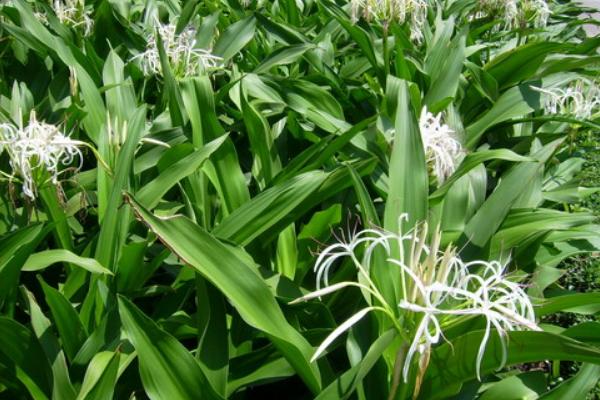 水鬼蕉和文殊蘭的區別是什么 水鬼蕉的栽培技術