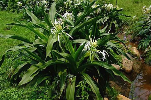 水鬼蕉和文殊蘭的區別是什么 水鬼蕉的栽培技術