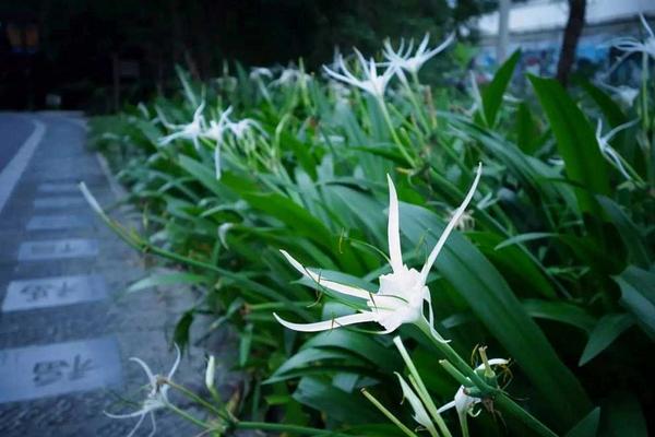 水鬼蕉和文殊蘭的區別是什么 水鬼蕉的栽培技術