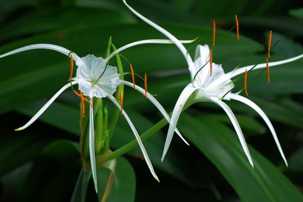 水鬼蕉和文殊蘭的區別是什么 水鬼蕉的栽培技術