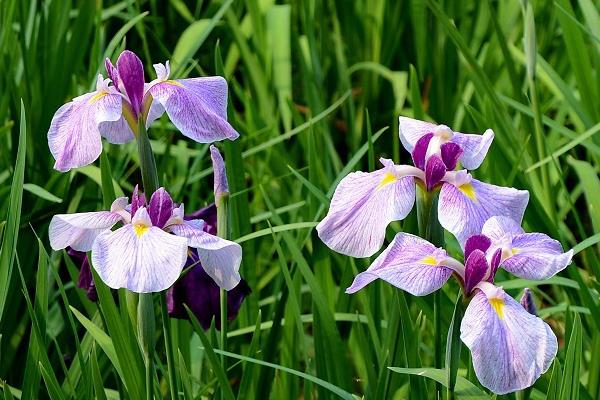 花菖蒲和普通菖蒲的區別是什么 花菖蒲的功效和作用