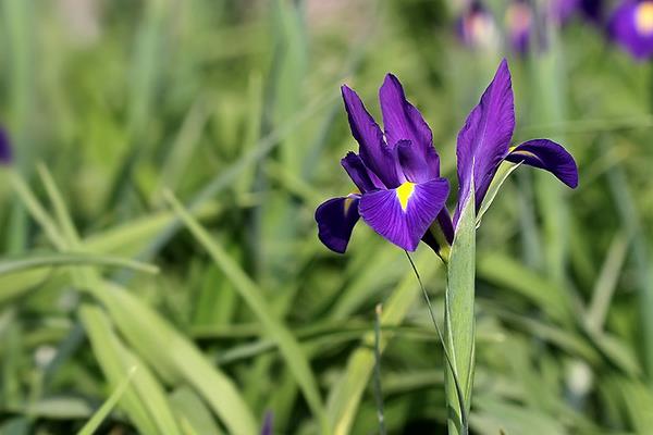 花菖蒲和普通菖蒲的區別是什么 花菖蒲的功效和作用