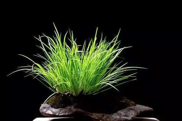 花菖蒲和普通菖蒲的區別是什么 花菖蒲的功效和作用