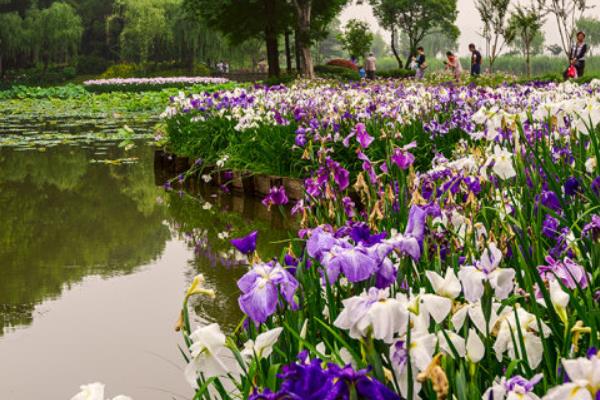 花菖蒲和普通菖蒲的區別是什么 花菖蒲的功效和作用