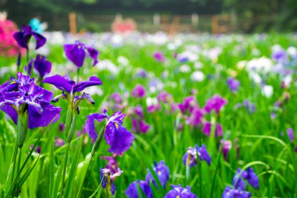 花菖蒲和普通菖蒲的區別是什么 花菖蒲的功效和作用