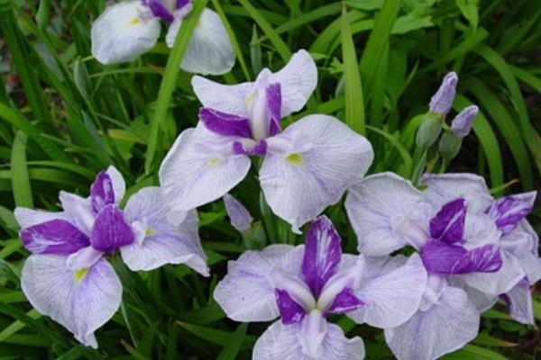 花菖蒲和普通菖蒲的區別是什么 花菖蒲的功效和作用