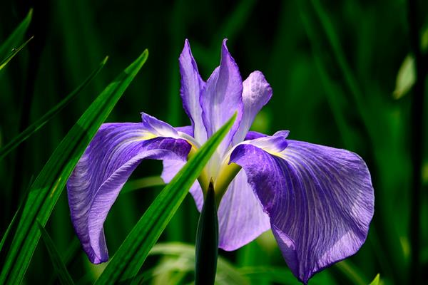 花菖蒲和普通菖蒲的區別是什么 花菖蒲的功效和作用