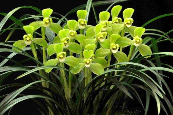 宋梅怎么養 宋梅養殖方法與注意事項