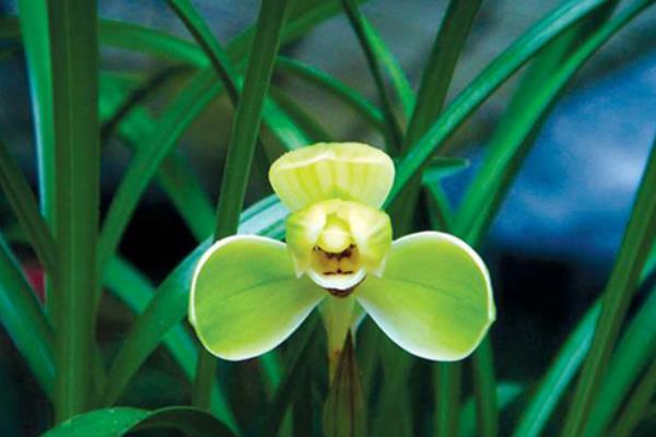 宋梅怎么養 宋梅養殖方法與注意事項