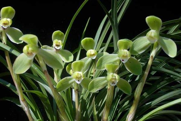 宋梅怎么養 宋梅養殖方法與注意事項