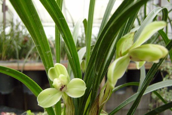 宋梅怎么養 宋梅養殖方法與注意事項