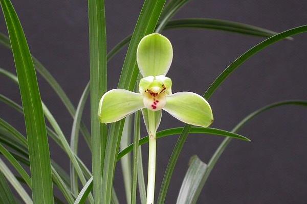 宋梅怎么養 宋梅養殖方法與注意事項