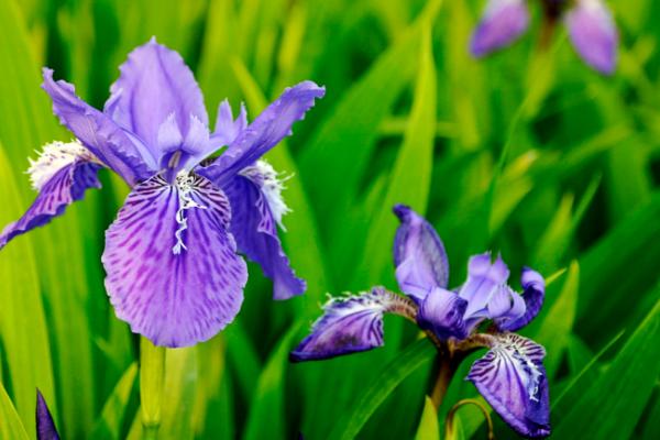 鳶尾什么時候開花 鳶尾花期是幾月