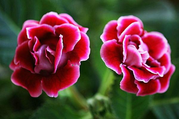 大巖桐花圖片大全 大巖桐花語及寓意