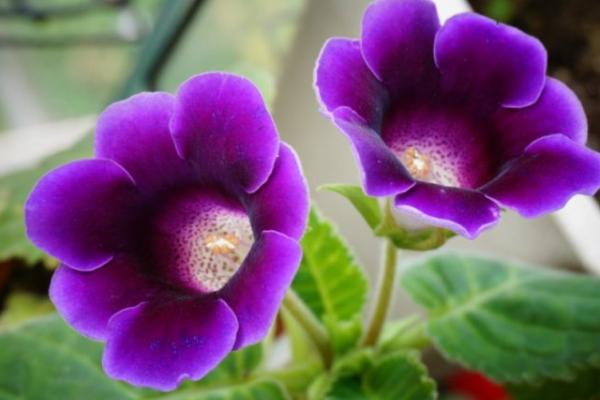 大巖桐花圖片大全 大巖桐花語及寓意