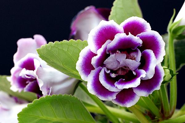 大巖桐花圖片大全 大巖桐花語及寓意