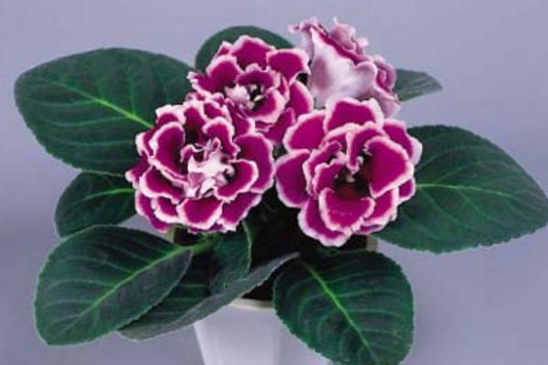 大巖桐花圖片大全 大巖桐花語及寓意