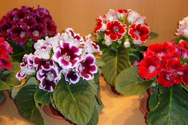 大巖桐花圖片大全 大巖桐花語及寓意